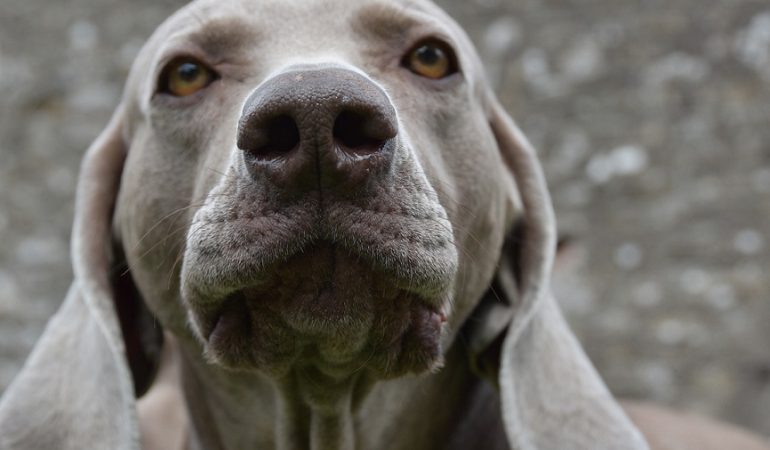 Can Dogs See Ghosts and Sense the Supernatural?