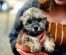 Bernedoodle Puppies for Sale in California (Top 6 Breeders)