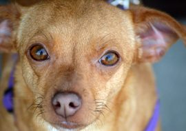 Chiweenie Dog Breed Info – The Perfect Mixture