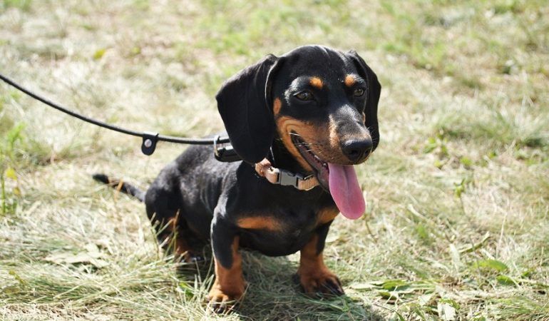 Dachshund Dog Breed Info – The Sausage Dog