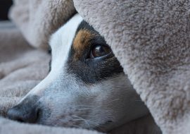 Signs Your Dog Is Struggling With a Sleep Disorder