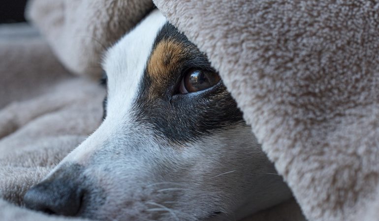 Signs Your Dog Is Struggling With a Sleep Disorder