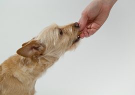 Supplements You Can and Can’t Give to Your Dog