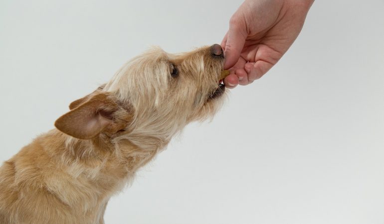 Supplements You Can and Can’t Give to Your Dog