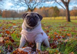 Maintaining Your Dog’s Well-Being: 7 Essential Fall Tips