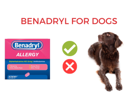 Benadryl for Dogs – Safe or not? [Answered]