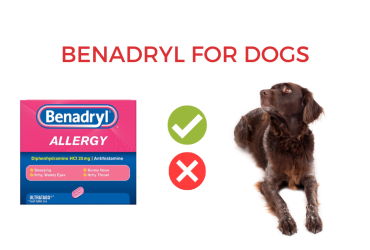 Benadryl for Dogs – Safe or not? [Answered]