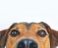 Komondor – Dog Breed Profile and Fun Facts