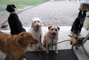How to find a reliable pet boarding service for your dog?