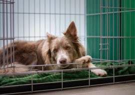Why Is a Dog Crate So Important?