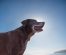 Spoodle Dog Breed Info – Characterisitics, Temperament, & Facts