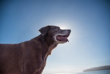 Canine Cognitive Dysfunction – Doggy Dementia or Alzheimer’s