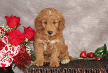 5 Goldendoodle Facts – Read Before You Get