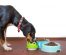 Can My Dog Eat Cat Food or Not? [Answered]