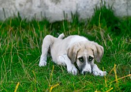 5 Tips to Reduce Dog Allergens in Your Home & Garden