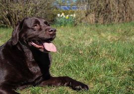 14 Signs Your Dog Needs a Different Diet