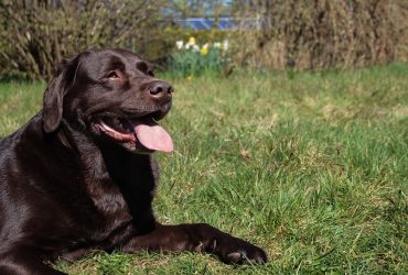 14 Signs Your Dog Needs a Different Diet