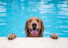 How To Prepare Your Dog For Next Summer