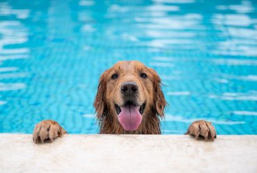 How To Prepare Your Dog For Next Summer