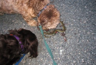 What to do if my Dog Bites the Snake or Vice Versa?