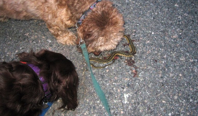 What to do if my Dog Bites the Snake or Vice Versa?