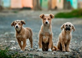 German Dog Names – Customer’s Choice for 2023