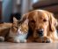 Pet Role Models: Owners’ Influence on Their Pets’ Manners