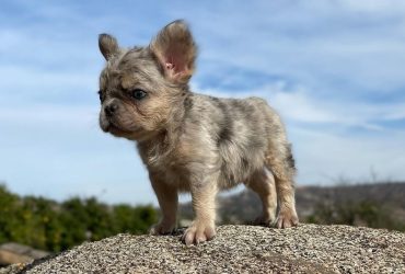 Fluffy French Bulldog [Complete Breed Guide]