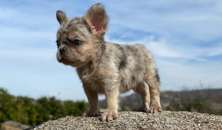 Fluffy French Bulldog [Complete Breed Guide]