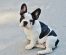 Cavalier King Charles Spaniel Dog Breed Info