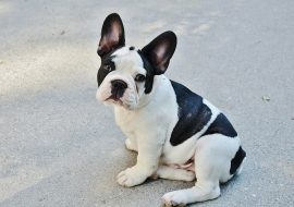 Crucial mistakes every Frenchie parent should avoid