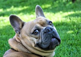 All About French Bulldog – (Breed Guide 2022)