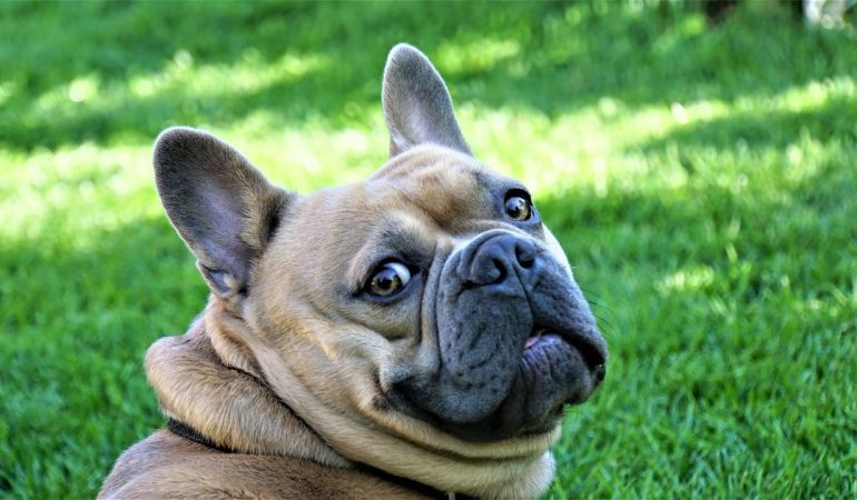 All About French Bulldog – (Breed Guide 2022)
