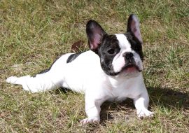 Top French Bulldog Breeders in South Africa