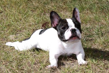 Top French Bulldog Breeders in South Africa