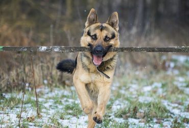 9 Things to Know Before Getting a German Shepherd
