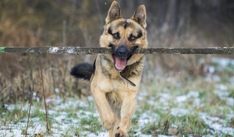 9 Things to Know Before Getting a German Shepherd