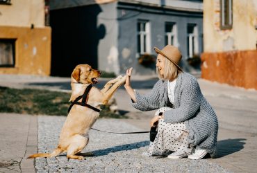 7 Must-Know Dog Care Tips for UK Dog Owners