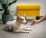 Komondor – Dog Breed Profile and Fun Facts