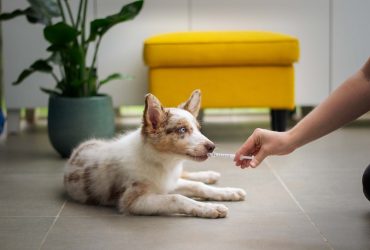 What Should You Know Before Giving CBD to Your Dog?