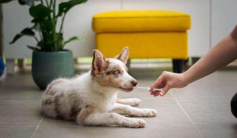 What Should You Know Before Giving CBD to Your Dog?
