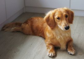 Golden Dox Dog Breed Guide for 2022