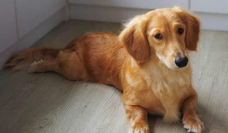 Golden Dox Dog Breed Guide for 2023