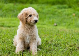 Goldendoodle Breeders in New Hampshire [Top Picks for 2024]