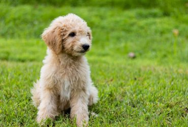 Goldendoodle Puppies for Sale in New Hampshire (2022 Top Breeders)