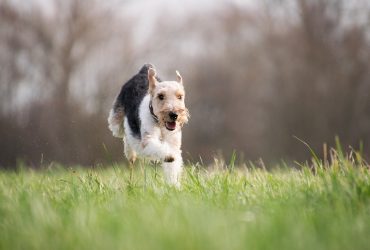 10 Tenacious Terrier Breeds You Should Know About