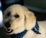Samoyed Dog Breed Info