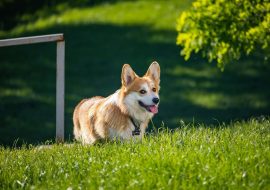 Are Corgis Hypoallergenic? [Answered in Detail]