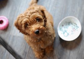 Labradoodle Dog Breed Info – A Comprehensive Guide