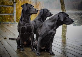 Black Dog Names – 200+ Perfect Ideas for 2022